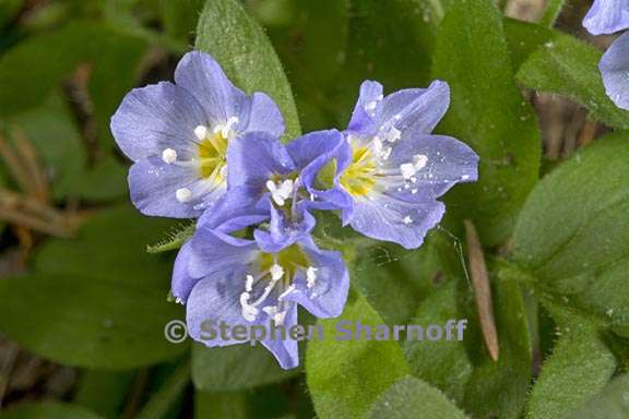 polemonium pulcherrimum 3 graphic